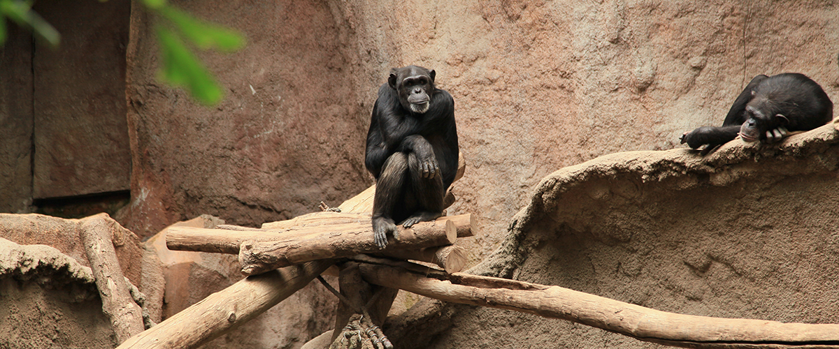 das schweigen der schimpansen c frank vincentz via wikicommons kopie