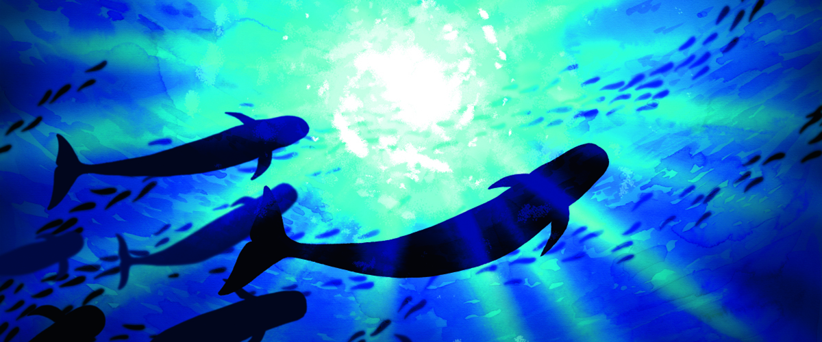 j11 wale giganten der meere