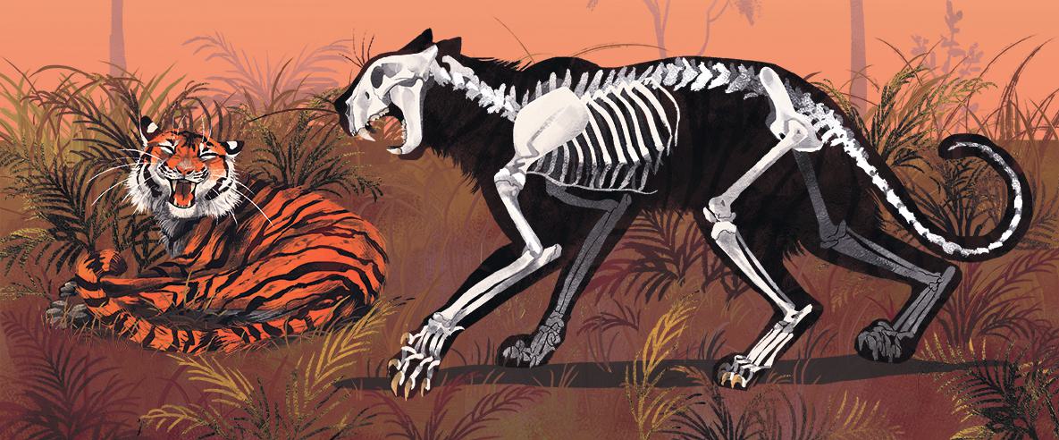 j21 howard bones illustrationen chervelle fryer 1