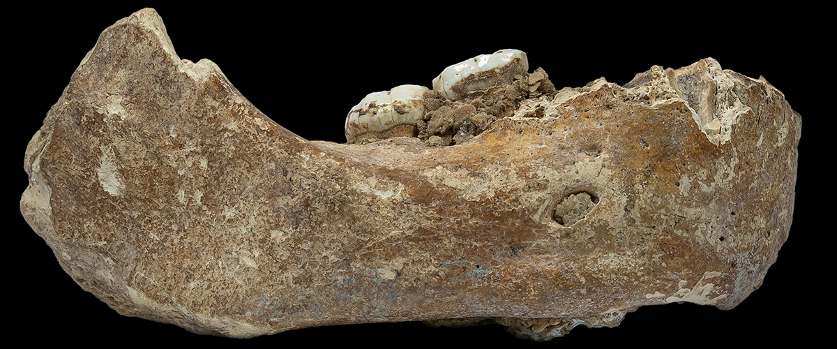 mb6 denisova fossil mit zähnen c dongju zhang via wikicommons kopie