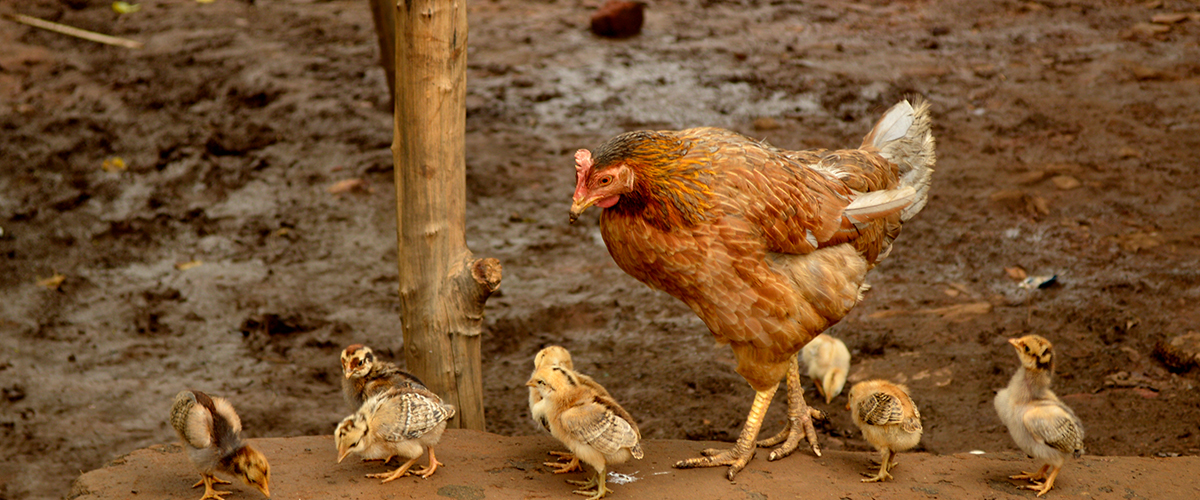 yann forget, cc by sa